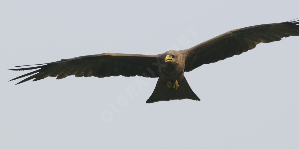 Yellow-billed Kite