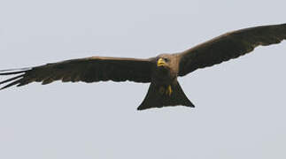 Yellow-billed Kite