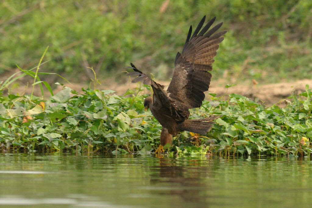 Yellow-billed Kiteadult