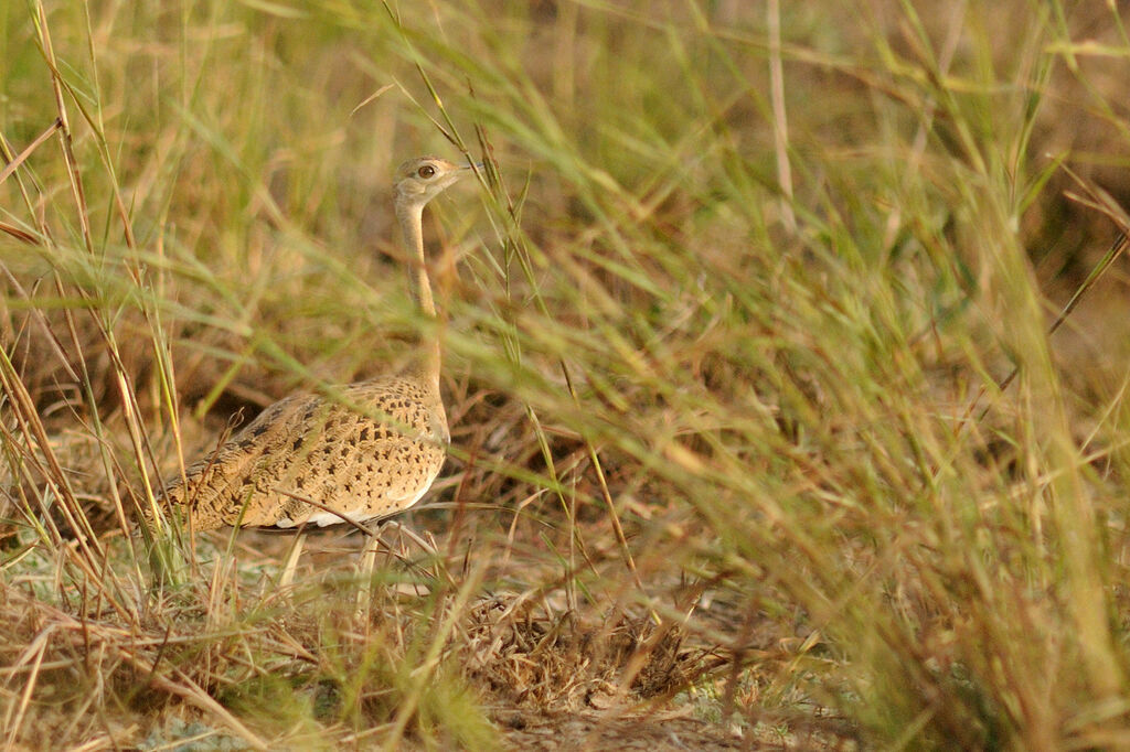 Outarde à ventre noir femelle, identification