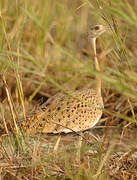 Black-bellied Bustard