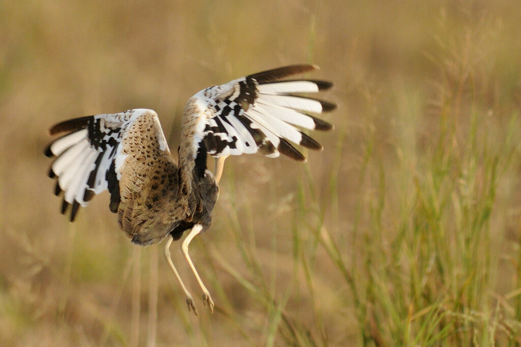 Black-bellied Bustard female, Flight