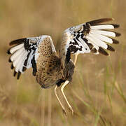 Black-bellied Bustard