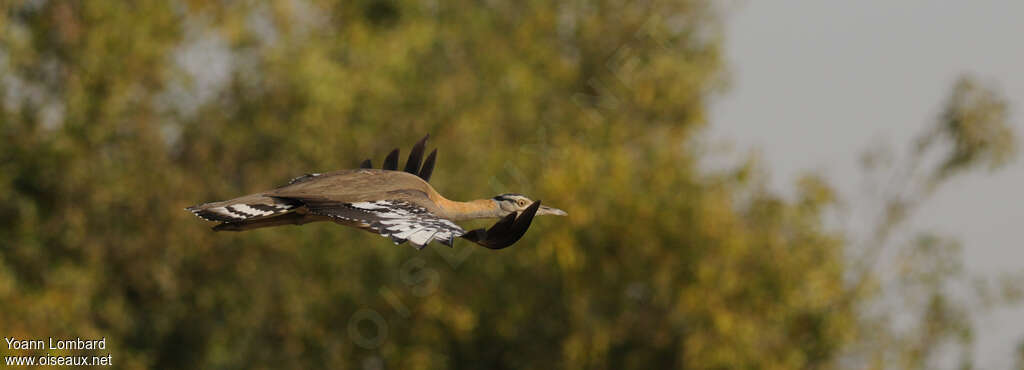 Denham's Bustard male adult, Flight