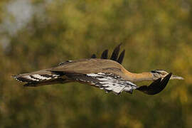 Denham's Bustard