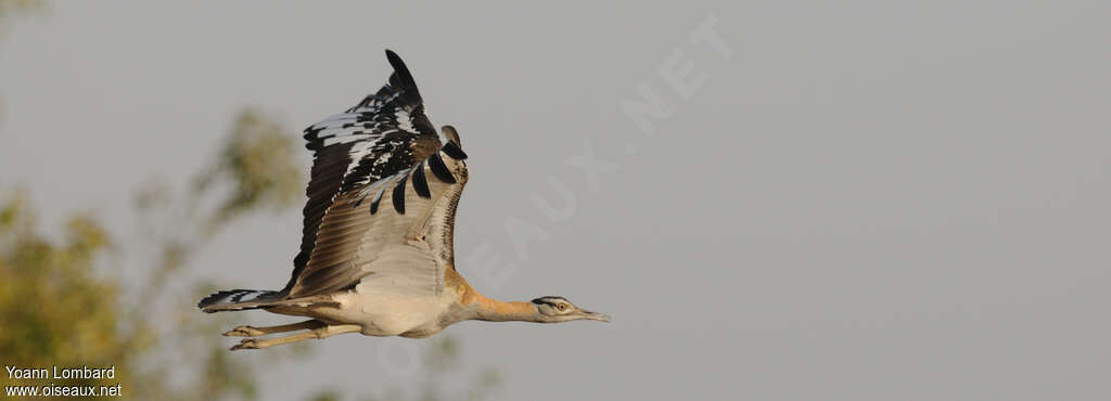 Denham's Bustardadult, Flight