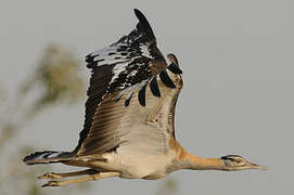 Denham's Bustard