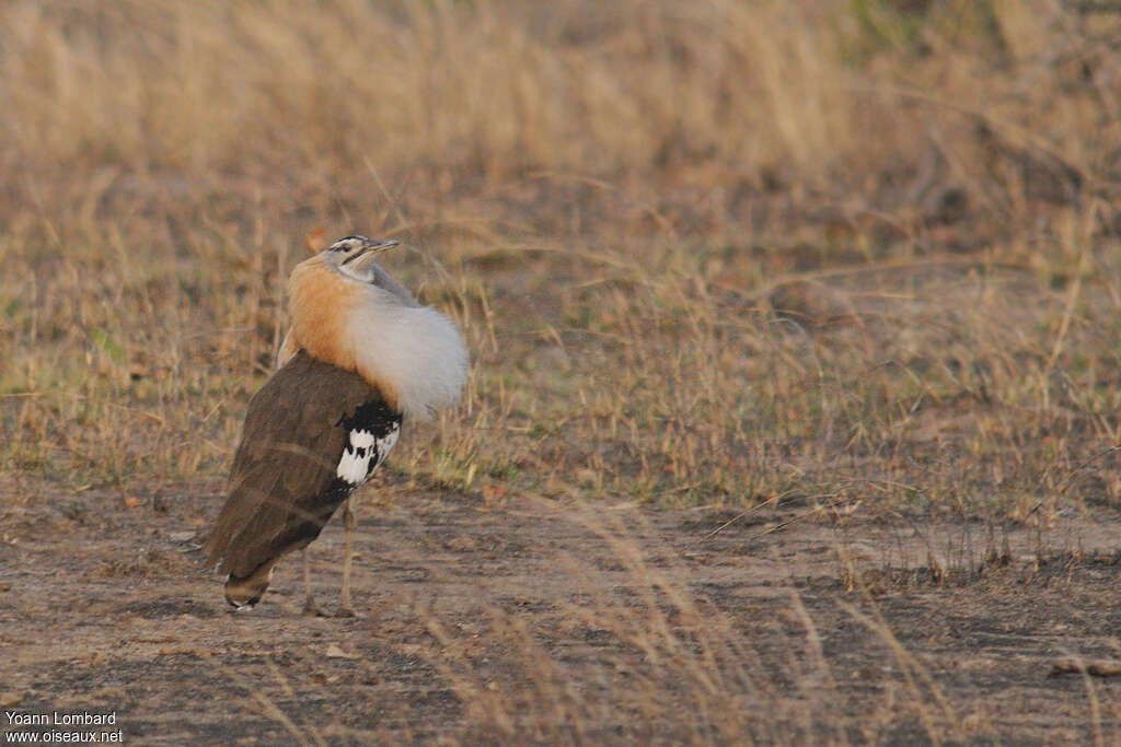 Denham's Bustard male adult breeding, courting display