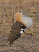 Denham's Bustard