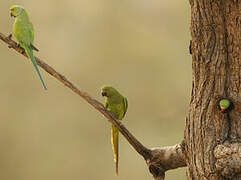 Rose-ringed Parakeet