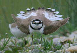 Little Ringed Plover