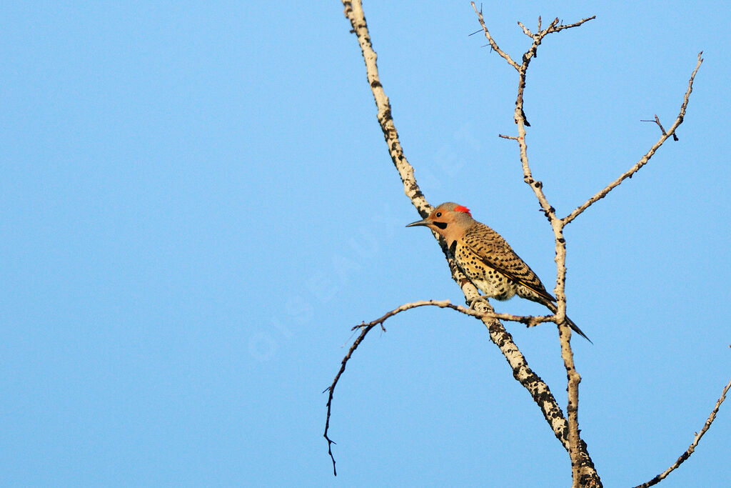 Pic flamboyant mâle adulte, identification