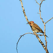 Northern Flicker