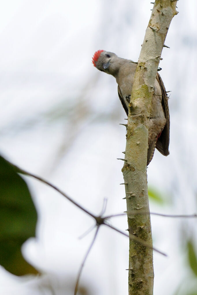 African Grey Woodpecker