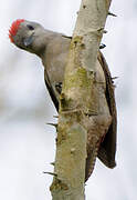 African Grey Woodpecker