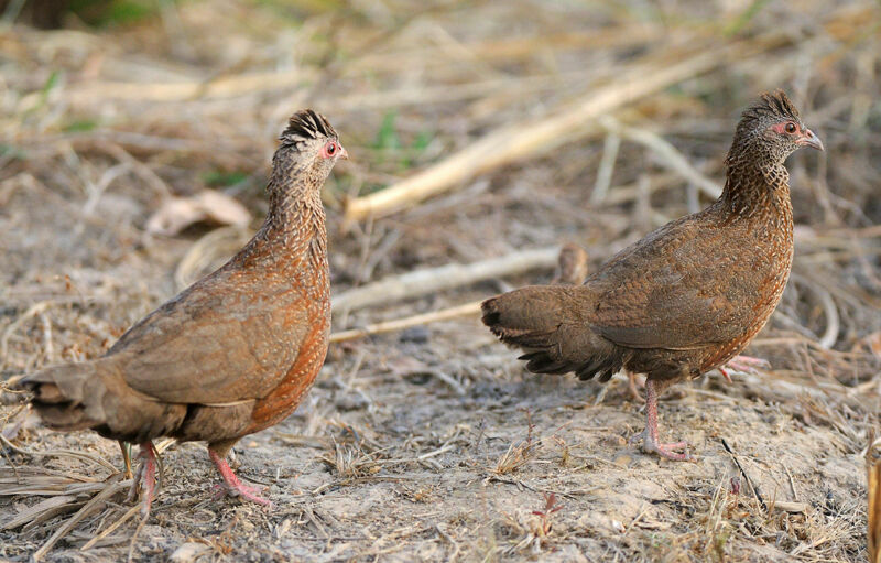 Poulette de roche 