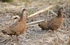 Stone Partridge