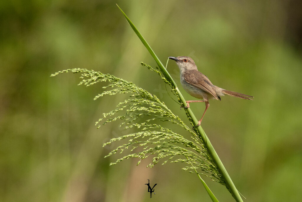 Prinia modesteadulte, identification, Nidification