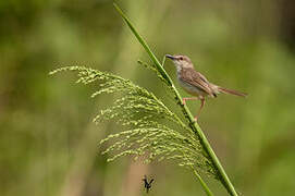 Tawny-flanked Prinia