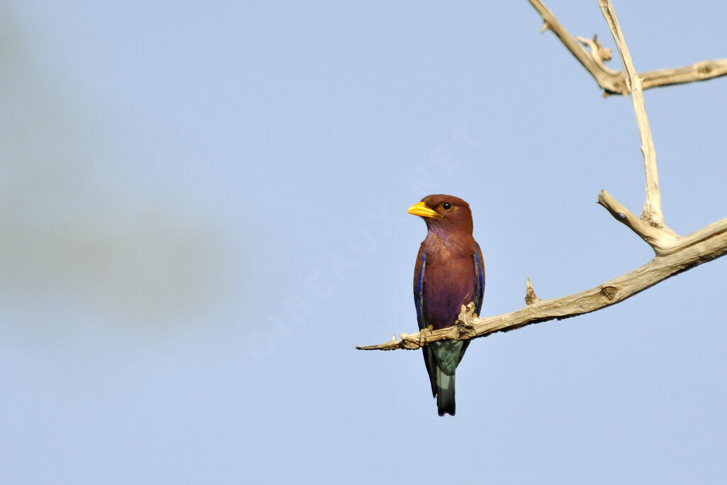 Broad-billed Rolleradult