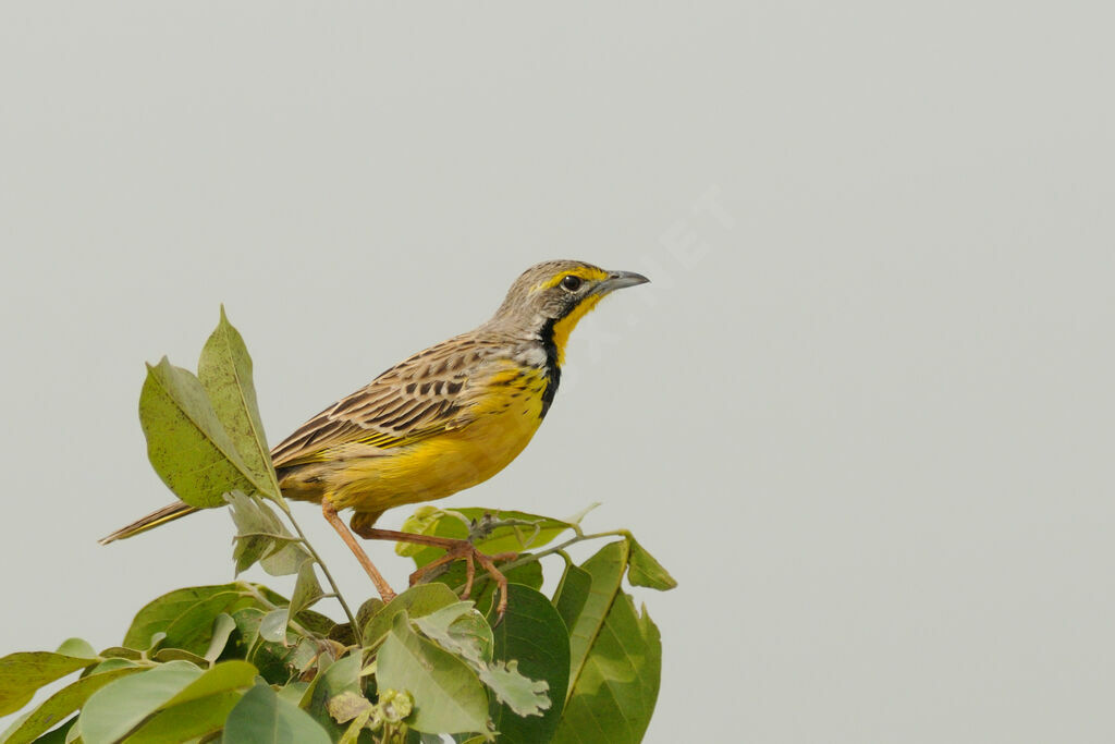 Yellow-throated Longclawadult