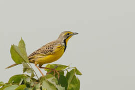 Yellow-throated Longclaw