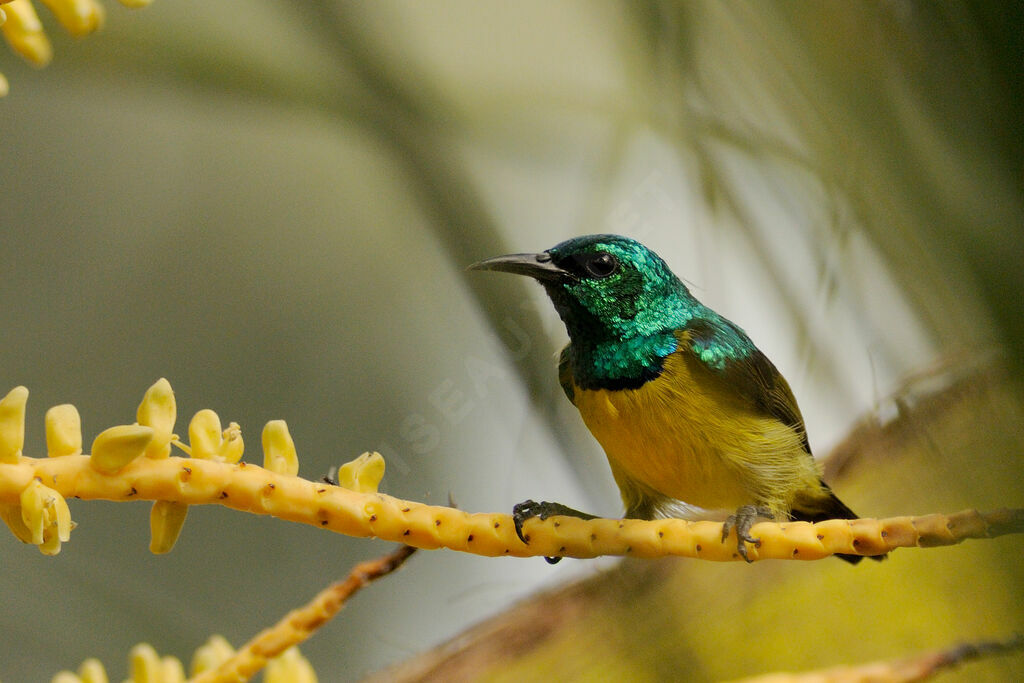 Collared Sunbird male