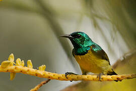 Collared Sunbird