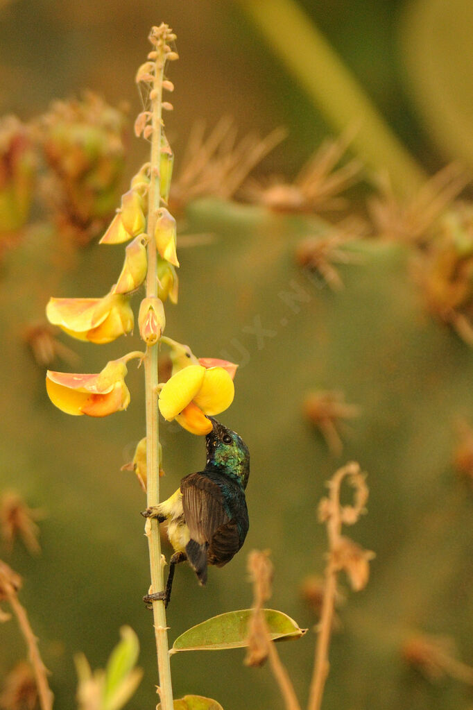 Variable Sunbird