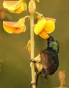 Variable Sunbird