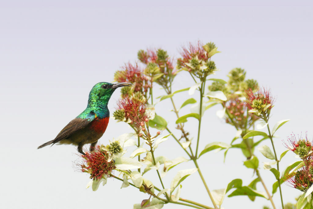 Olive-bellied Sunbird male