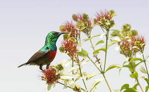 Olive-bellied Sunbird