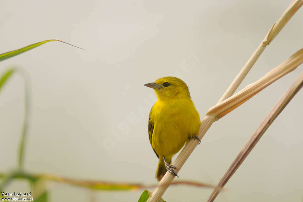 Slender-billed Weaver female adult, close-up portrait