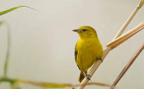 Slender-billed Weaver