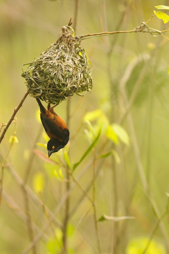 Chestnut-and-black Weaveradult