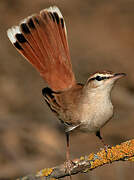 Rufous-tailed Scrub Robin