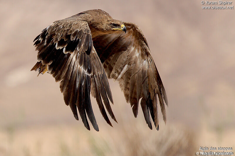 Steppe Eagle