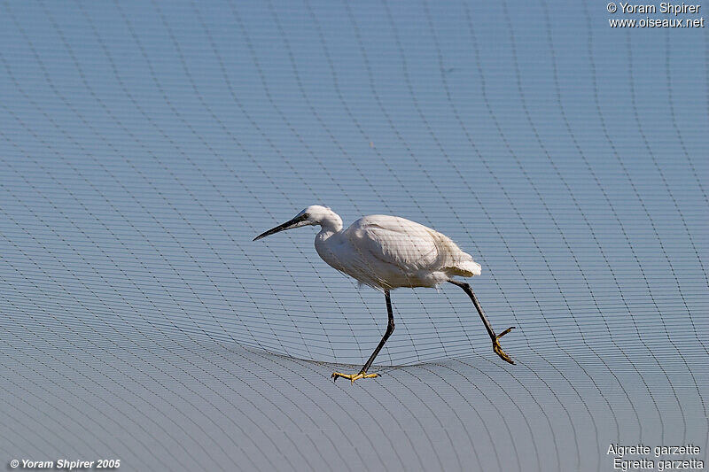 Little Egret