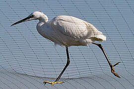 Aigrette garzette