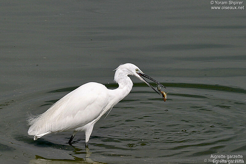 Little Egret