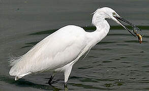 Little Egret