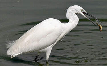 Aigrette garzette