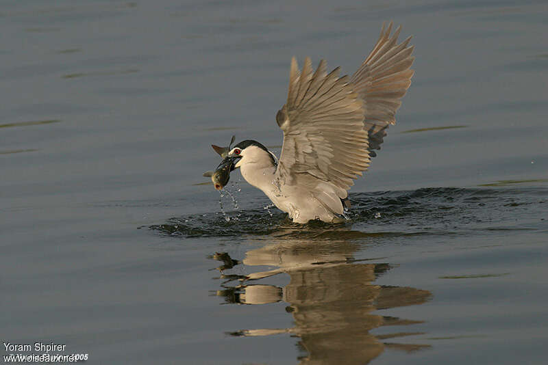 Black-crowned Night Heronadult, feeding habits, fishing/hunting