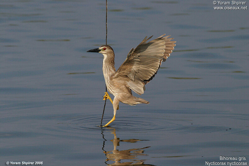 Black-crowned Night Heron