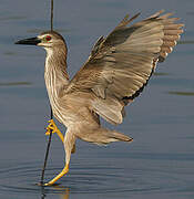 Black-crowned Night Heron