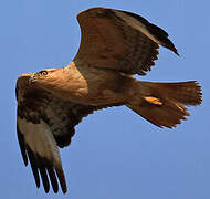 Long-legged Buzzard