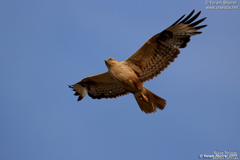 Long-legged Buzzard