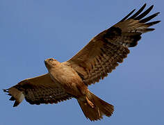 Long-legged Buzzard