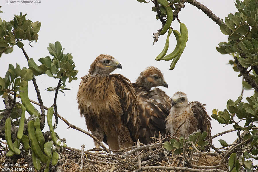 Long-legged Buzzard, Reproduction-nesting