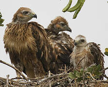 Long-legged Buzzard